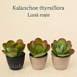 KALANCHOE THYRSIFLORA – LUNĂ ROȘIE