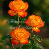 Trandafirul Alinka (Rosa ‘Alinka’)