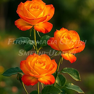 Trandafirul Alinka (Rosa ‘Alinka’)