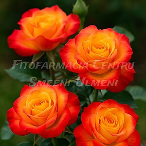 Trandafirul Alinka (Rosa ‘Alinka’)