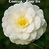 Camelia - Baby Sis