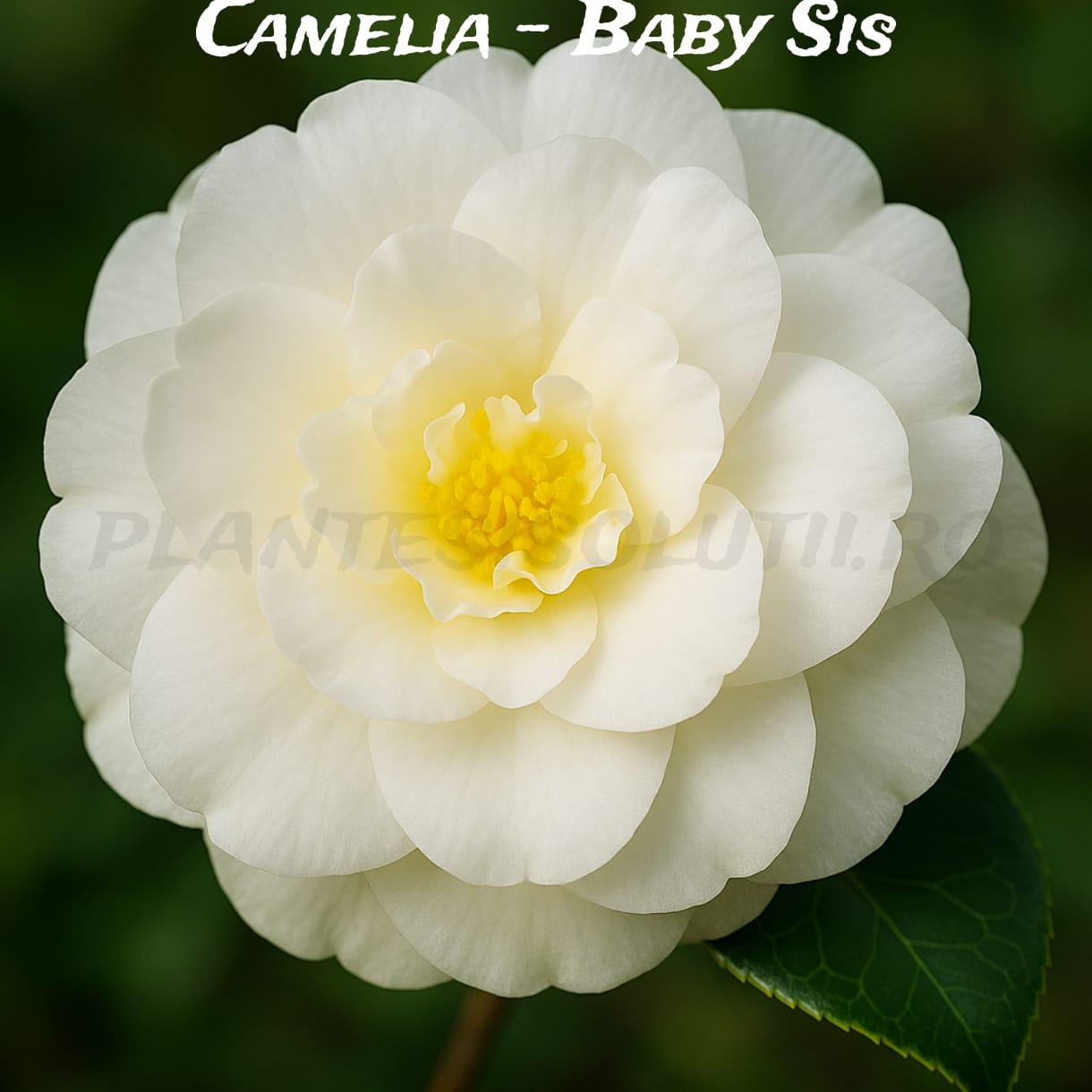 Camelia - Baby Sis Camelia - Baby Sis