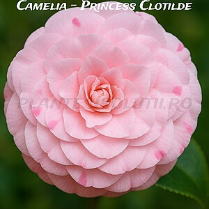 Camelia - Princess Clotilde