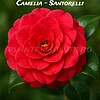 Camelia - Santorelli