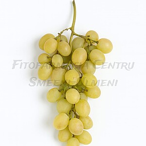 Centennial fara samburi