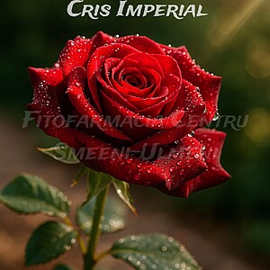 Trandafirul Cris Imperial (Rosa ‘Cris Imperial’)