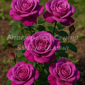 Trandafirul Eminence (Rosa ‘Eminence’)