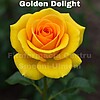 Trandafirul Golden Delight (Rosa ‘Golden Delight’)