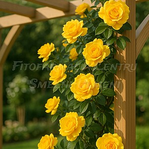 Trandafirul Golden Showers (Rosa ‘Golden Showers’)