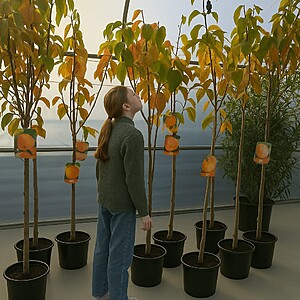 Kaki “Impollinatore Pianelle”