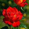Trandafirul Monika (Rosa ‘Monika’)