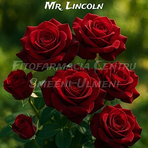 Trandafirul Mr. Lincoln (Rosa ‘Mister Lincoln’)