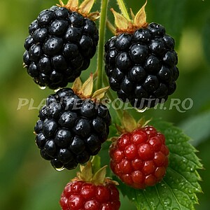 Mur Thornfree (Rubus fruticosus)