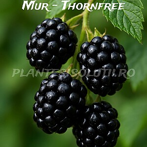 Mur Thornfree (Rubus fruticosus)