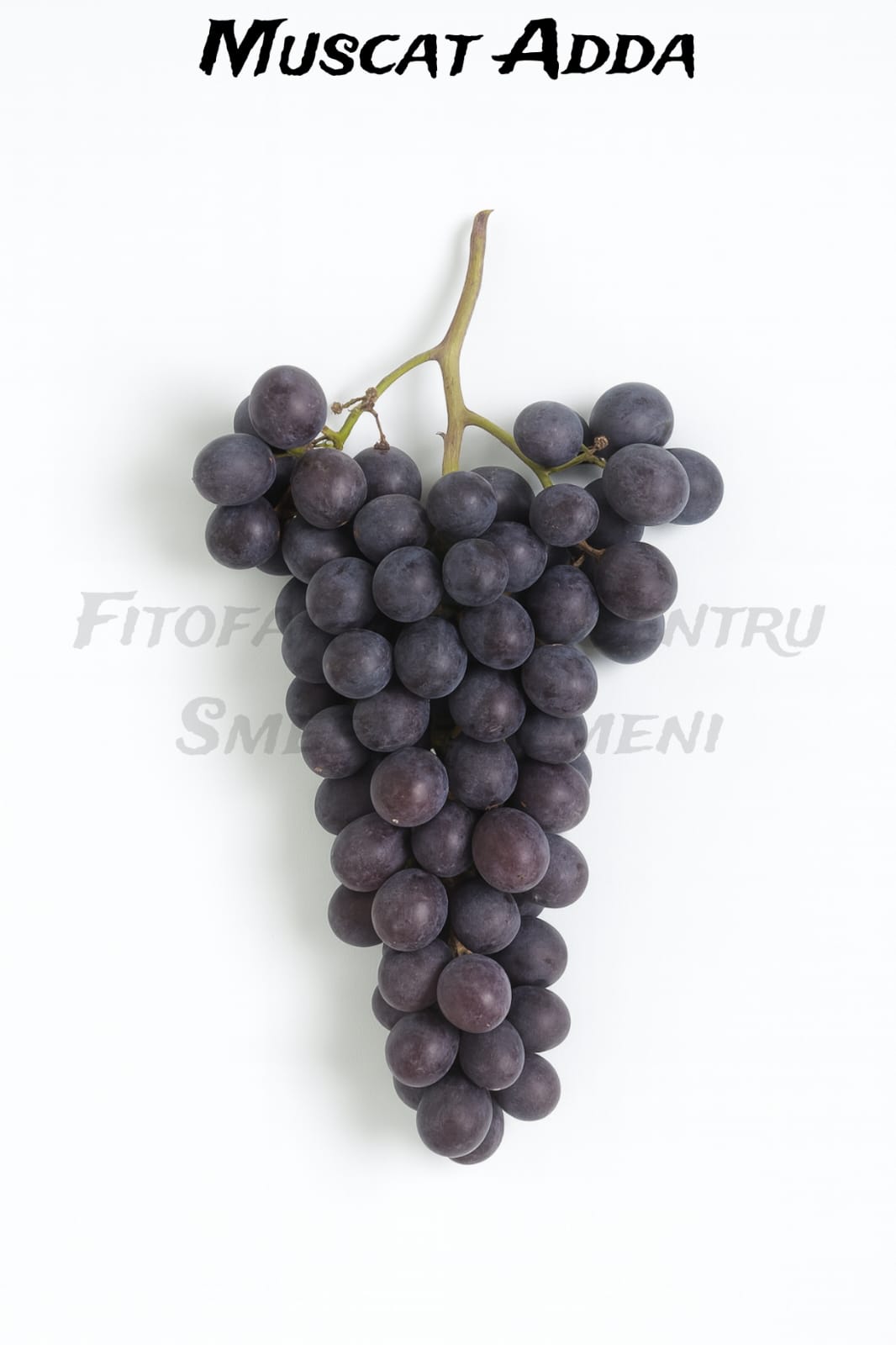 Muscat Adda Muscat Adda