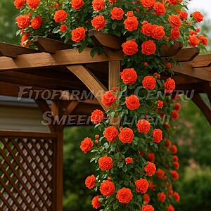 Trandafirul Orange (Rosa ‘Orange Climbing’)