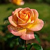 Trandafirul Peace (Rosa ‘Peace’)