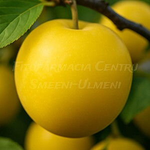 Prun galben (Prunus domestica)