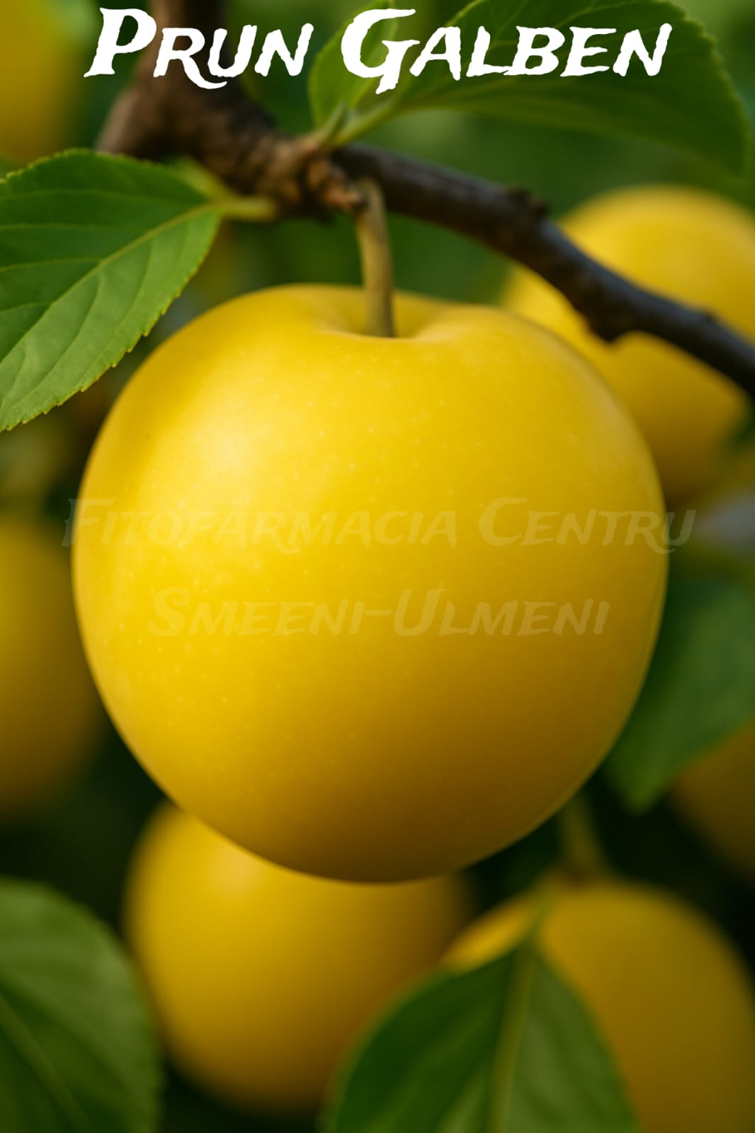 Prun Galben Prun galben (Prunus domestica)