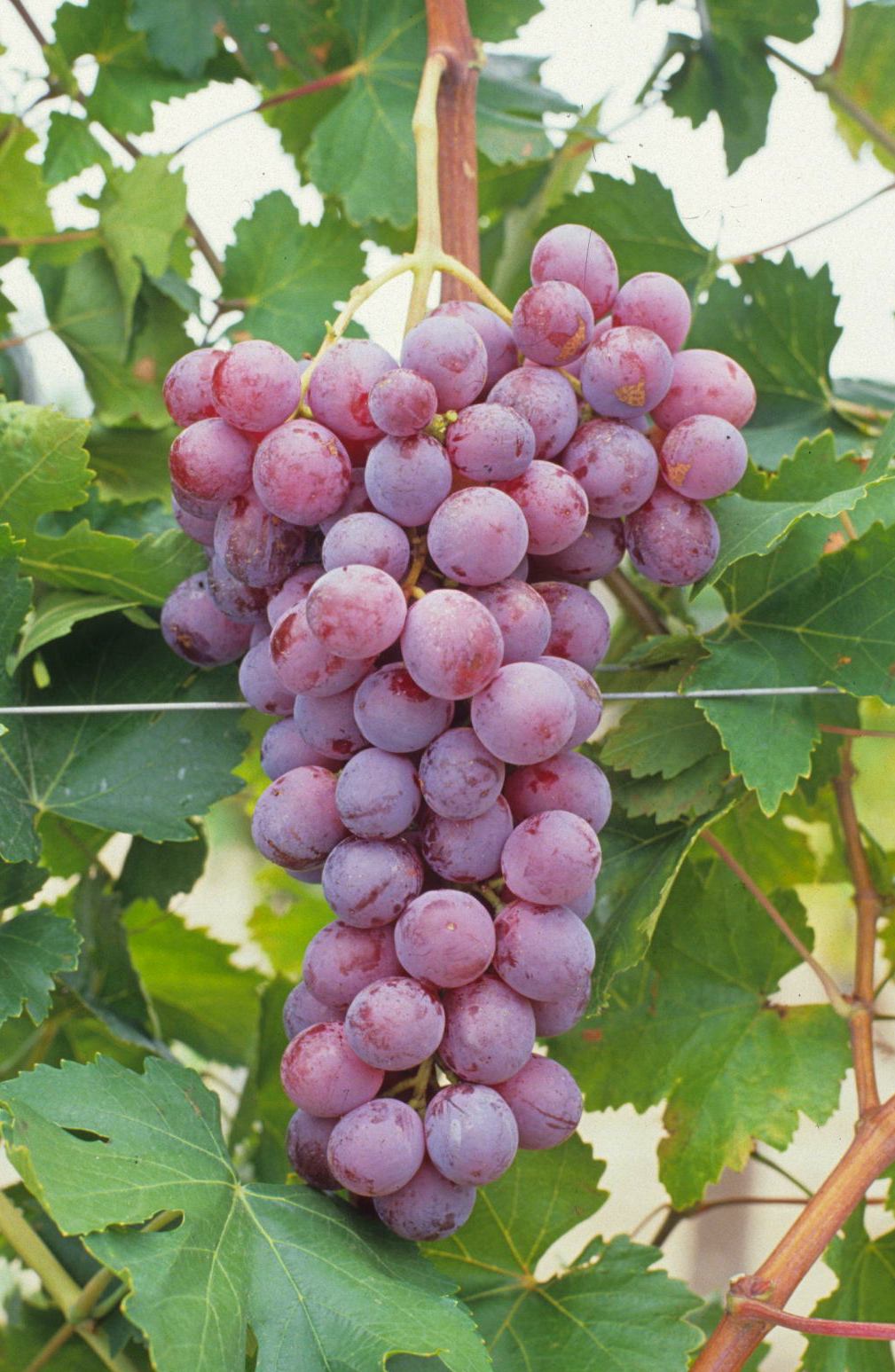 RedGlobe_GR_modif_PlantGrap