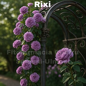 Trandafirul Rixi (Rosa ‘Rixi’) Trandafir de Dulceata