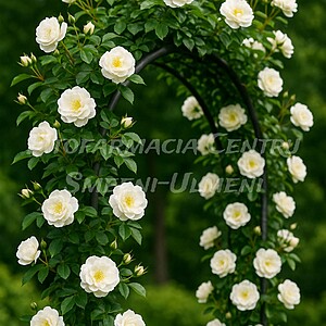 Trandafirul Swan Lake (Rosa ‘Swan Lake’)