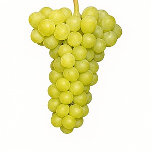 Tamaioasa Romaneasca