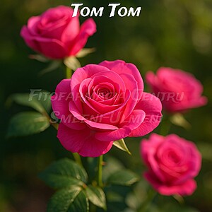 Trandafirul Tom Tom (Rosa ‘Tom Tom’)