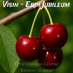 VISIN Erdi Jubileum