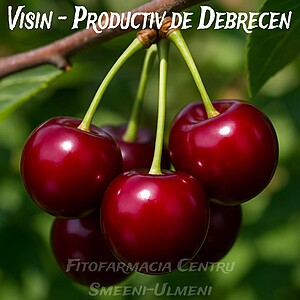 Vișin Productiv de Debrecen