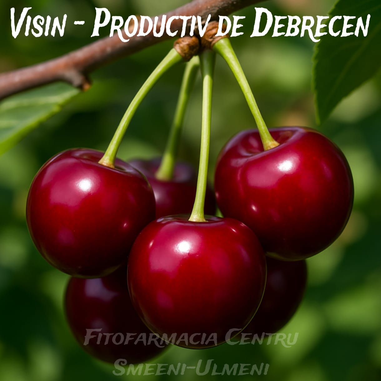 WhatsApp Image 2025-10-18 at 18.09.04_e0c17a46 Vișin Productiv de Debrecen