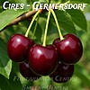 Cireș Germersdorf
