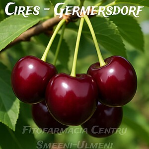 Cireș Germersdorf