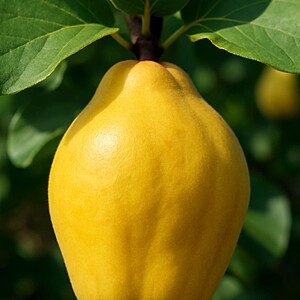 Gutui de Constantinopol