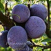 Prun Tuleu Gras