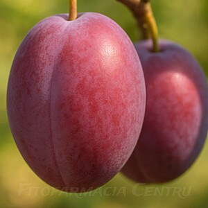 Prun D’Agen (Prune d’Ente / Agen)