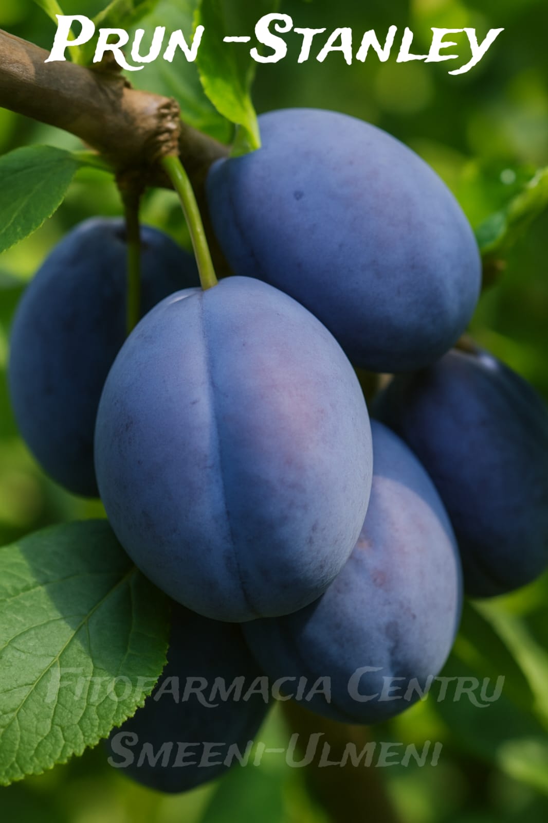 Prun Stanley Prun Stanley