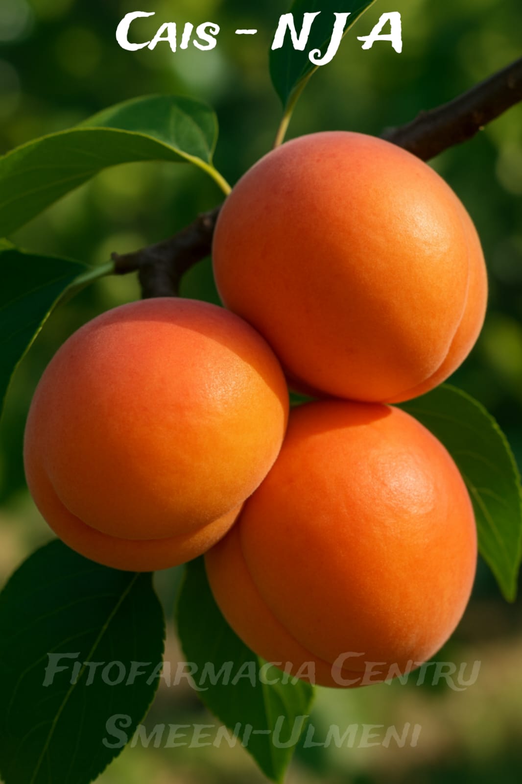 Cais NJA-19 (New Jersey Apricot 19) Cais NJA-19 (New Jersey Apricot 19)