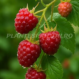 zmeur Fertödi Zamatos