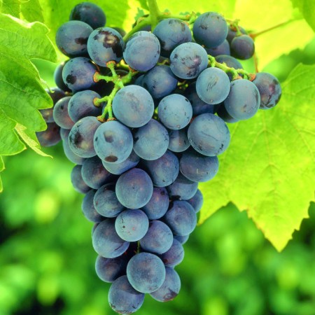 vita-de-vie-muscat-de-adda-450x450_0