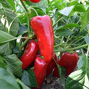 Seminte Ardei capia KAPTUR F1