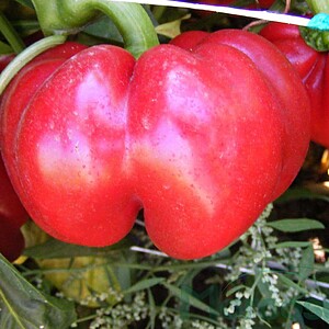 Seminte de ardei gogosar Bihar F1