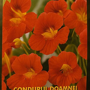 Condurul Doamnei Fiery Festival