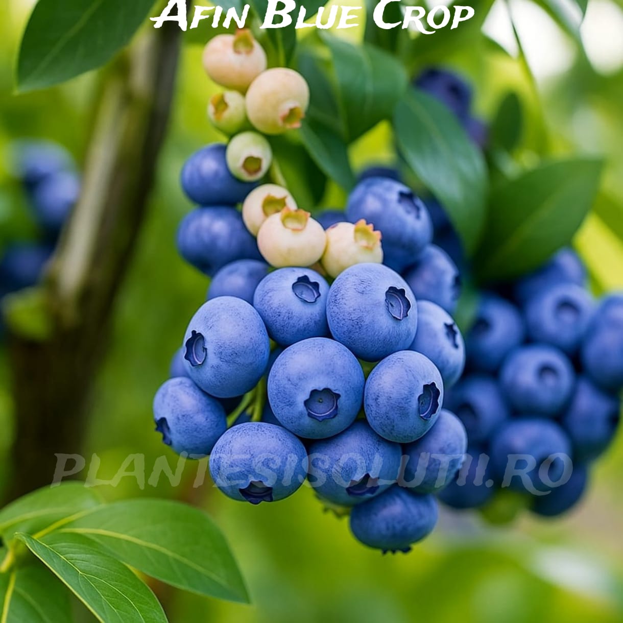 Afin Blue Crop (4) Afin Blue Crop