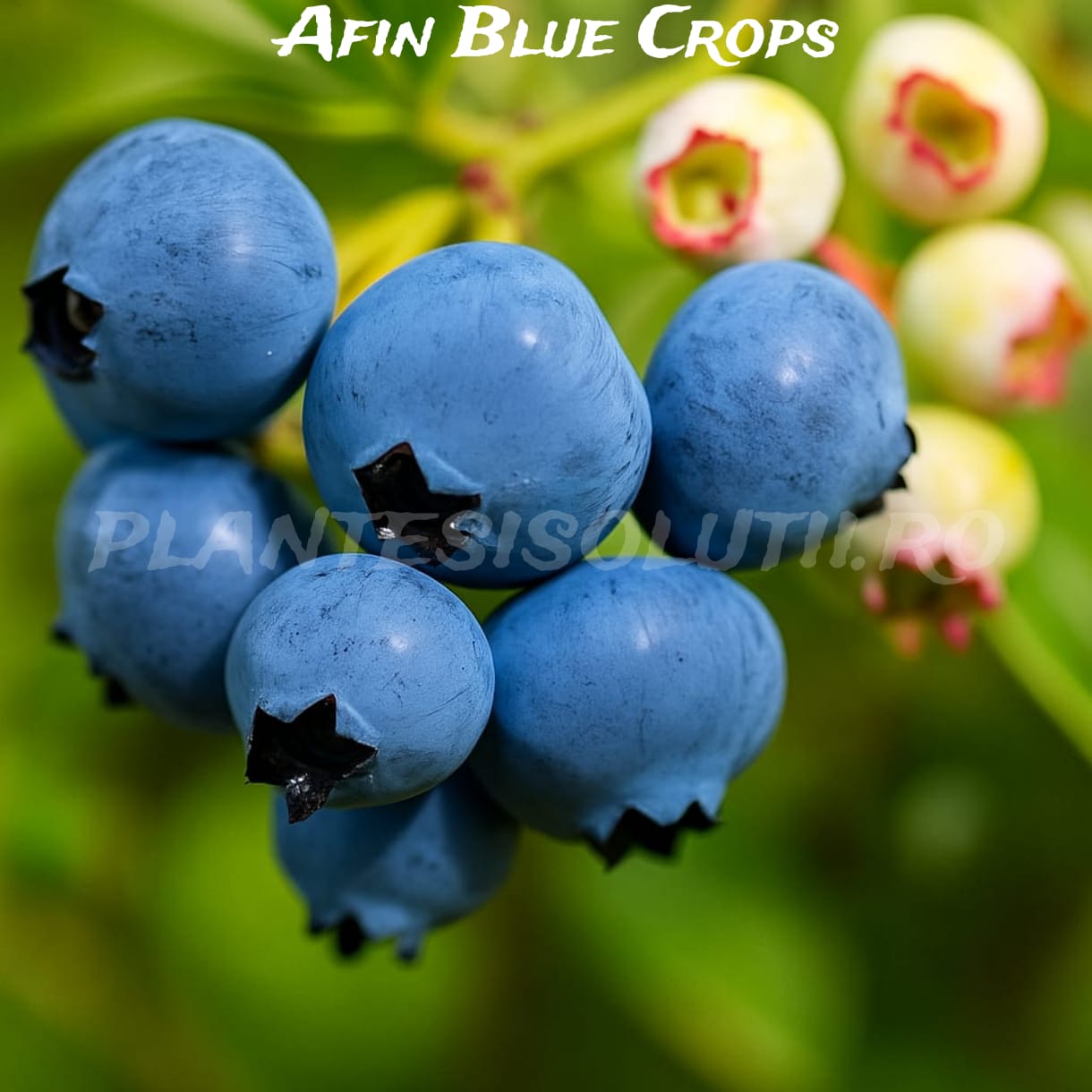 Afin Blue Crop (5) Afin Blue Crop