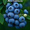 Afin Changler