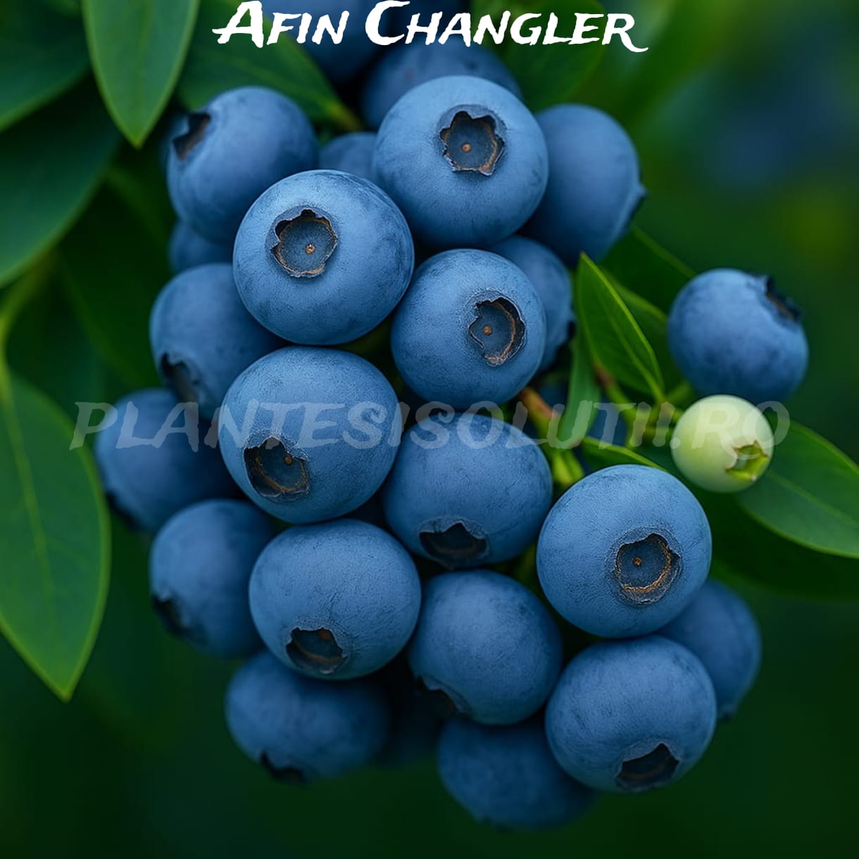 Afin Changler (3) Afin Changler