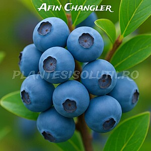 Afin Changler