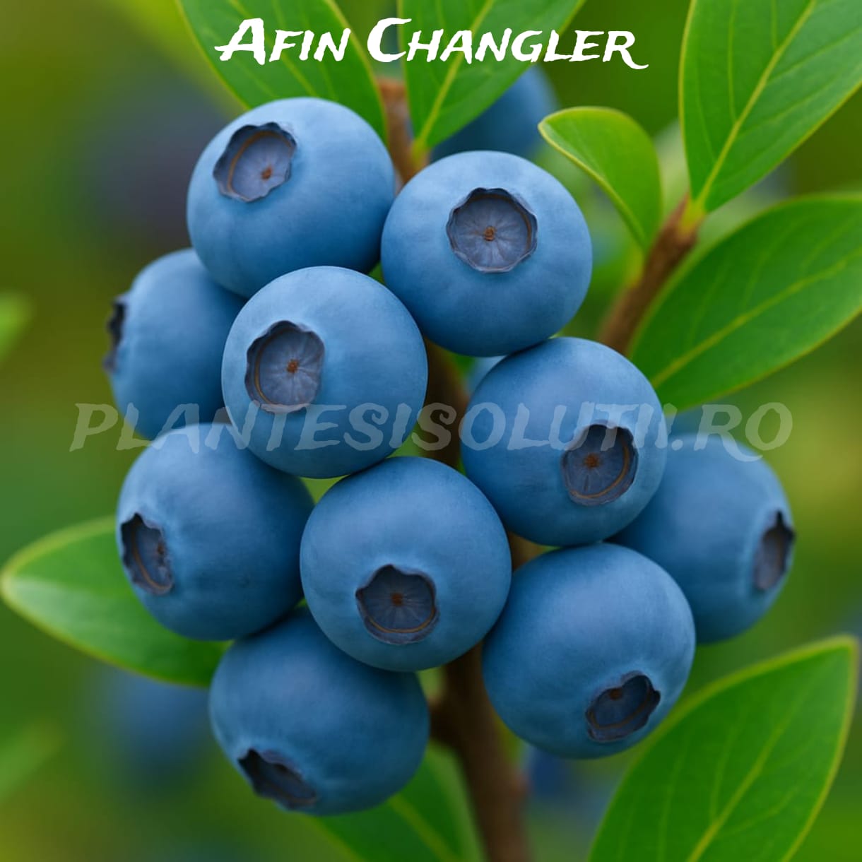 Afin Changler (4) Afin Changler