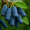 Afin Siberian